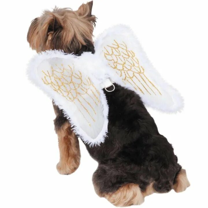 Костюм ангела для собаки. Собака с крыльями. Собака с крылышками. Костюм с крыльями для собаки. Pet angel