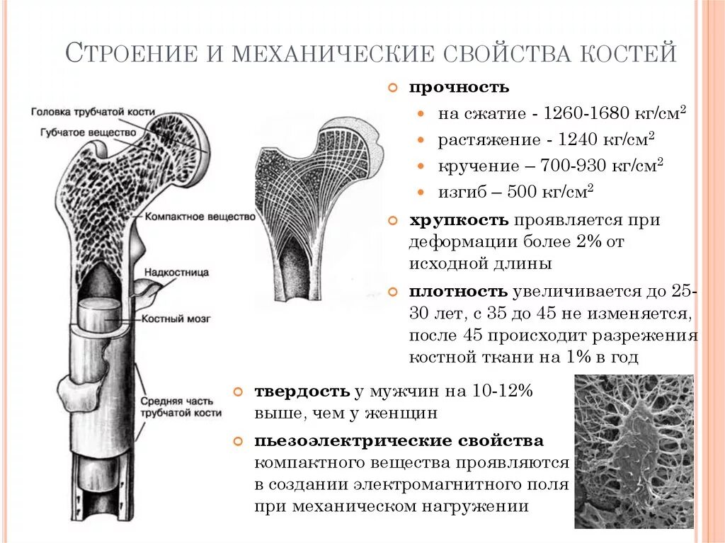 Какие структуры сустава обозначены цифрами. Механические свойства костей организма. Механические характеристики кости. Химический состав физические свойства и строение костей. Прочность на сжатие кости человека.
