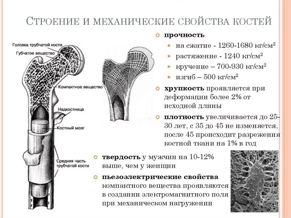 Какая структура обеспечивает кости в ширину. Механические свойства костей организма. Механические характеристики кости. Химический состав физические свойства и строение костей. Прочность на сжатие кости человека.