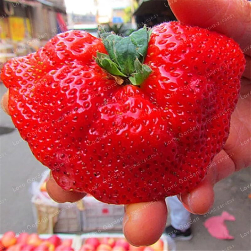 сорт клубники гигантелла. гигантская клубника. малина сортов пшехиба. крупная земляника. огромная ягода.