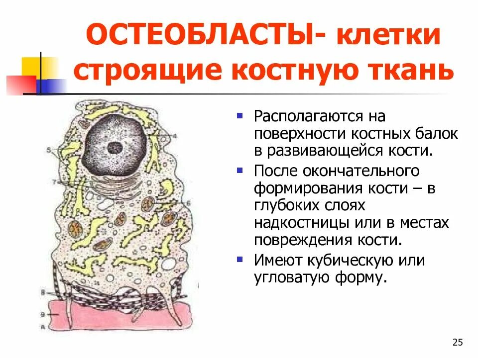 Остеобласты – клетки костной ткани. Остеоциты остеобласты остеокласты рисунок. Между клетками ткани находится. Между клетками ткани находится. Клетка в межклеточном простран.