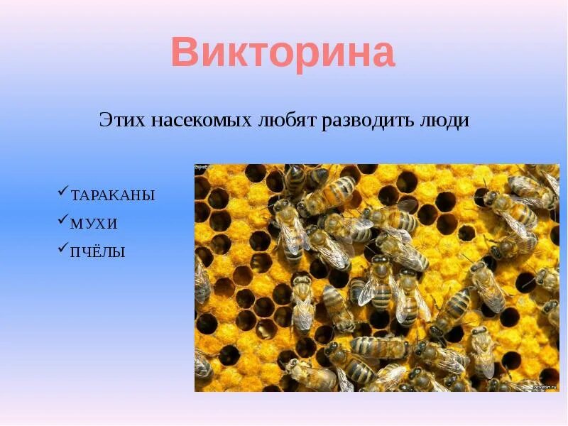 Почему пчелы относятся к насекомым. Почему пчел относят к насекомым. Почему пчелы относятся к насекомым для 2 класса. Состав пчелиной и муравьиной семьи. Почему пчел относят к насекомым 2 класс.