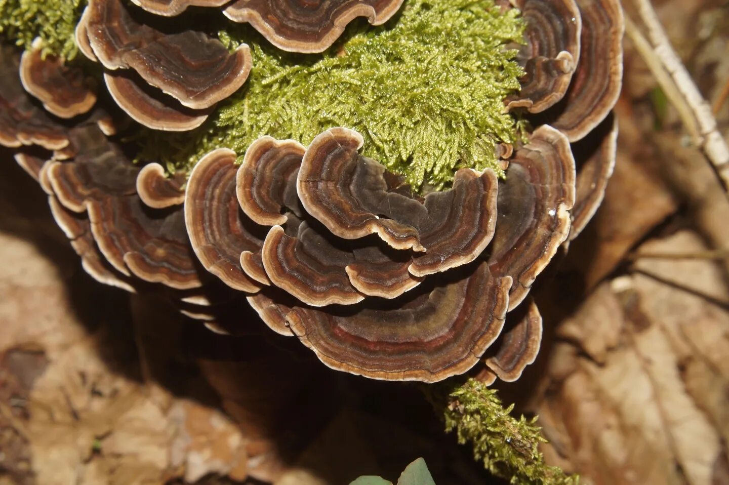 Trametes versicolor. Трутовик разноцветный – trametes versicolor. Трутовик траметес. Trametes versicolor трутовик разноцветный. Трутовик траметес.