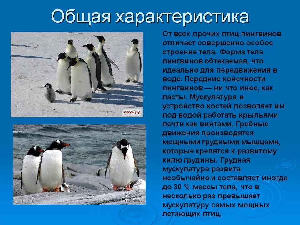 Рассказ про пингвина 1 класс. Рассказать о пингвинах. Характеристика пингвинов. Краткая характеристика пингвинов. Описание пингвина.