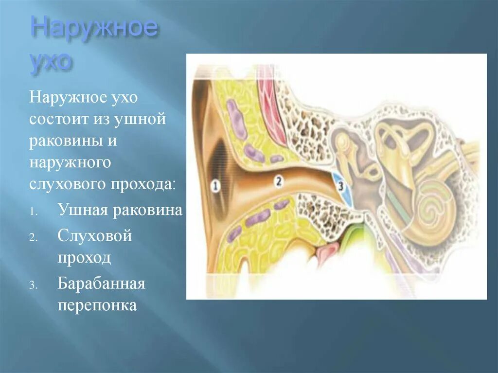 Наружное ухо человека состоит из. Из чего состоит наружное ухо. Слуховой анализатор физиология.