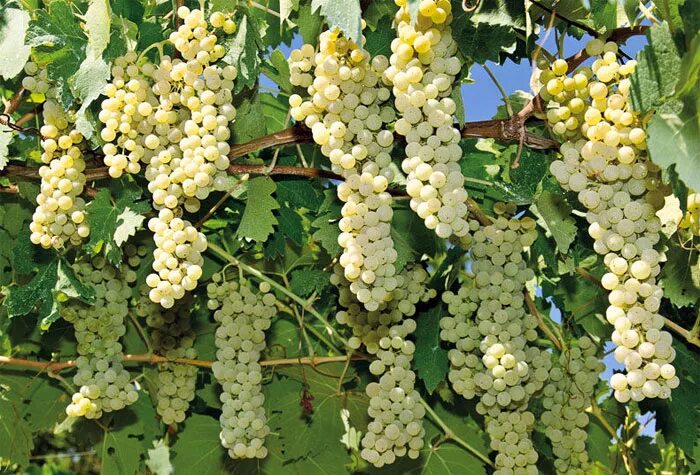 Итальянские сорта. Фиано сорт винограда. сорт винограда fiano. сорт винограда италия. итальянские сорта винограда.