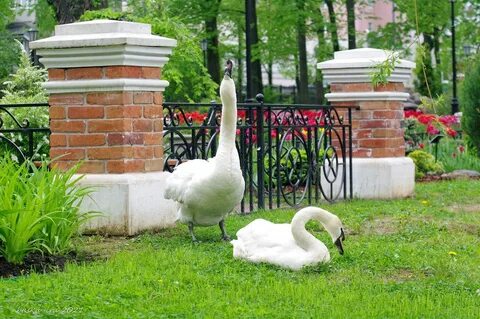 Рыбинск садовая