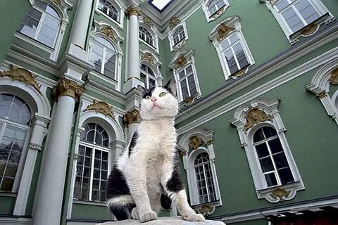 День эрмитажного кота в санкт петербурге