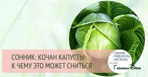 Капуста большая снится