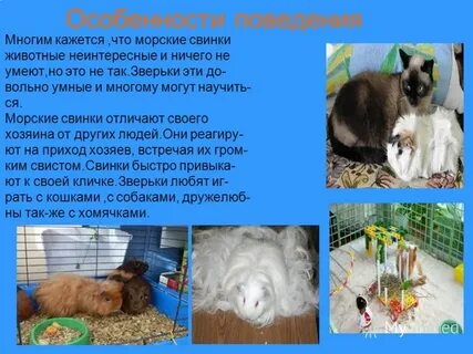 Исследование морских свинок