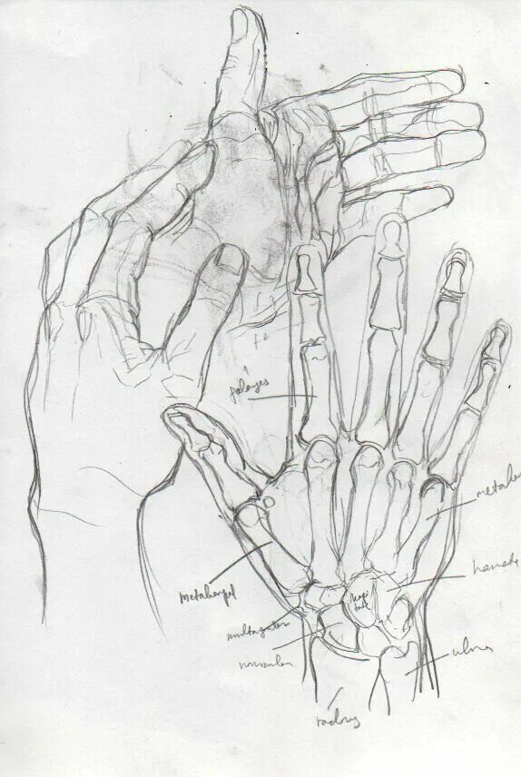 Строение руки рисунок. Анатомия кисти референс. Анатомия кисти руки для художников. Руки референс анатомия кисти. Строение руки человека кисть референс.
