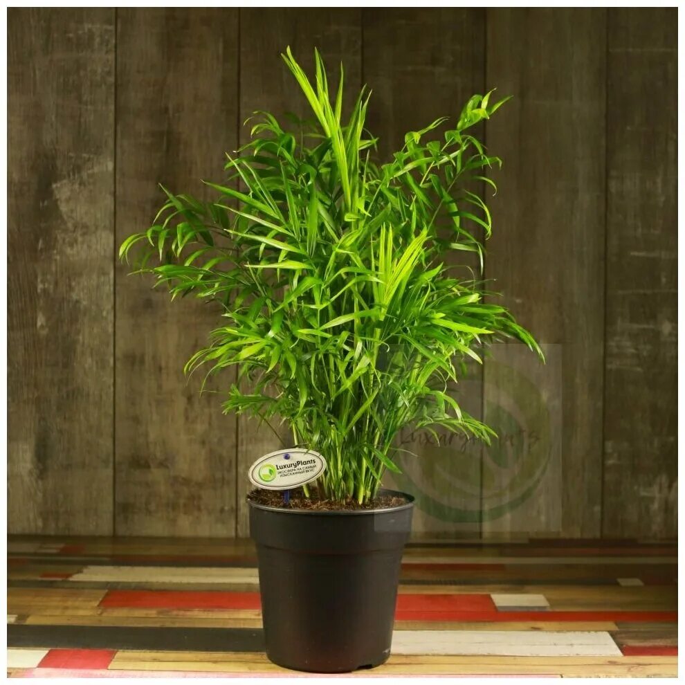 Цветок хамедорея элеганс. Папоротник хамедорея. Пальма хамедорея размножение. Полив пальмы хамедорея. Пальма хамедорея поливать.