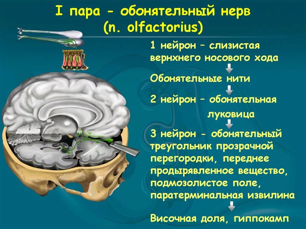 Обонятельный нерв анализатор. 1 Пара черепных нервов обонятельный нерв. Обонятельные нервы Нейроны. Путь обонятельного нерва анатомия. 1 нерв обонятельный