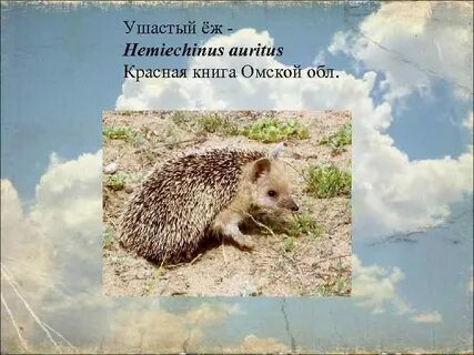 Животные красной книги омской