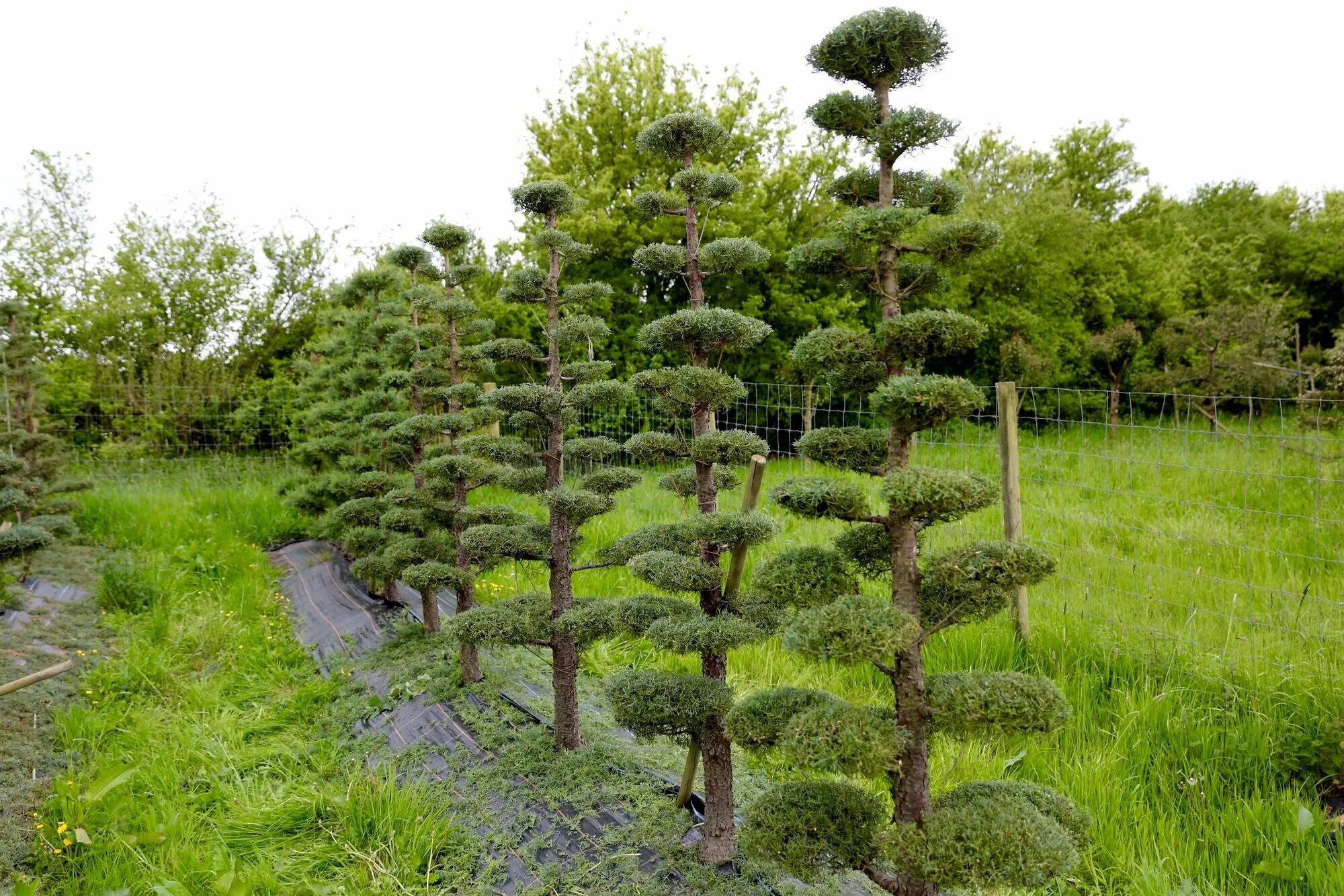 Лесной питомник сеянцы сосны. Сеянцы ели зкс. Технология создания ели. Ель стриженная. Стрижка елки на даче.