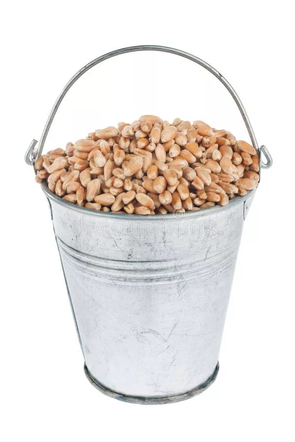 Ведро пшеницы. Ведро пшеницы. Пшеница в ведре. Мешок овса. Ячмень в мешках.