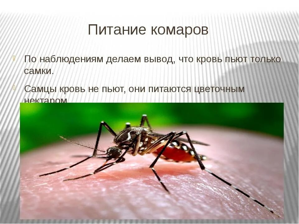Почему комар издает звук. Комар. чем питаются комары. образ жизни комара. как питаются комары.