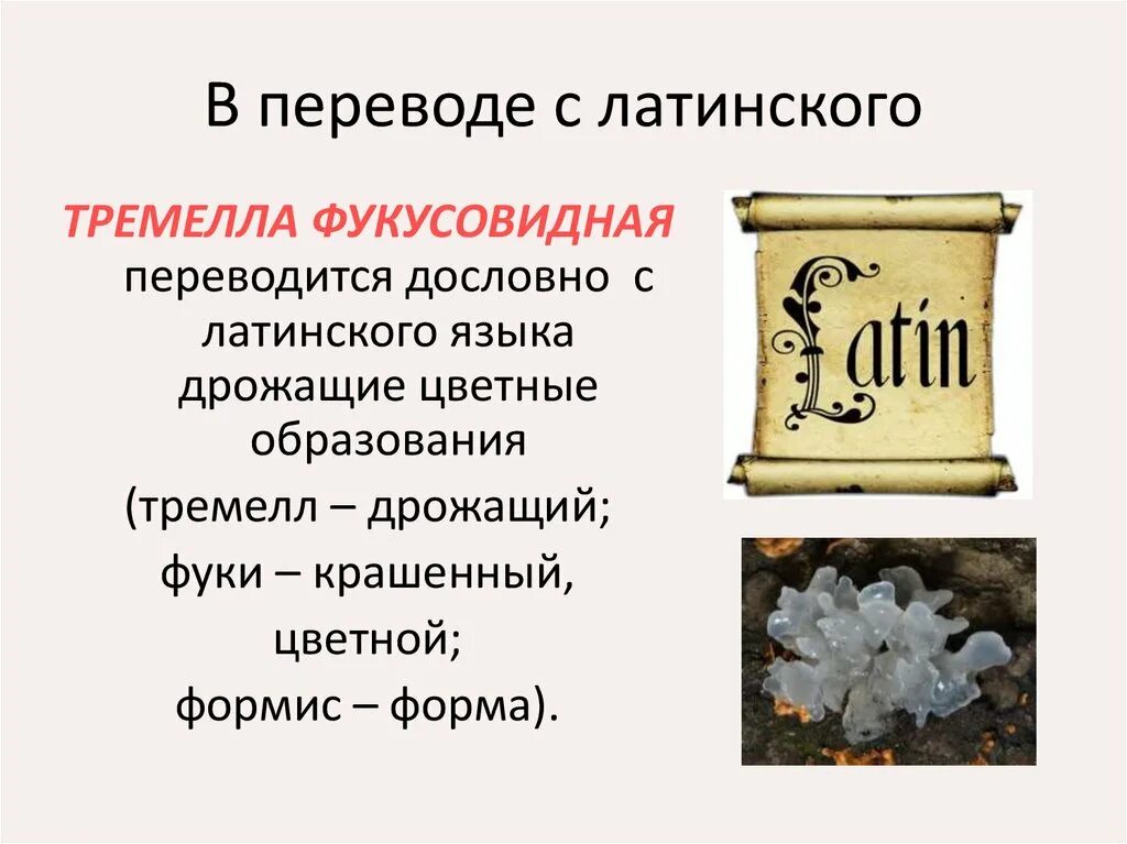 Как с латинского языка переводится республика. Перевод. Латинский язык перевод. Вирус перевод с латинского языка. Дословно на латыни.