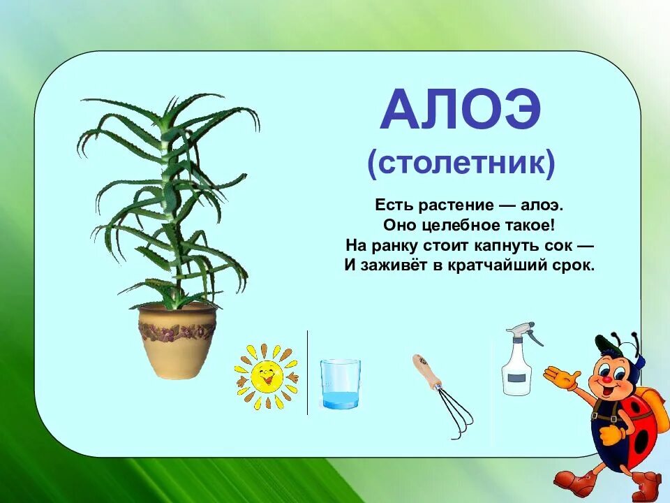 Загадки о комнатных растениях для дошкольников. Загадки про комнатные растения. Загадка про комнатные растения для детей. Лекарственные комнатные растения для дошкольников