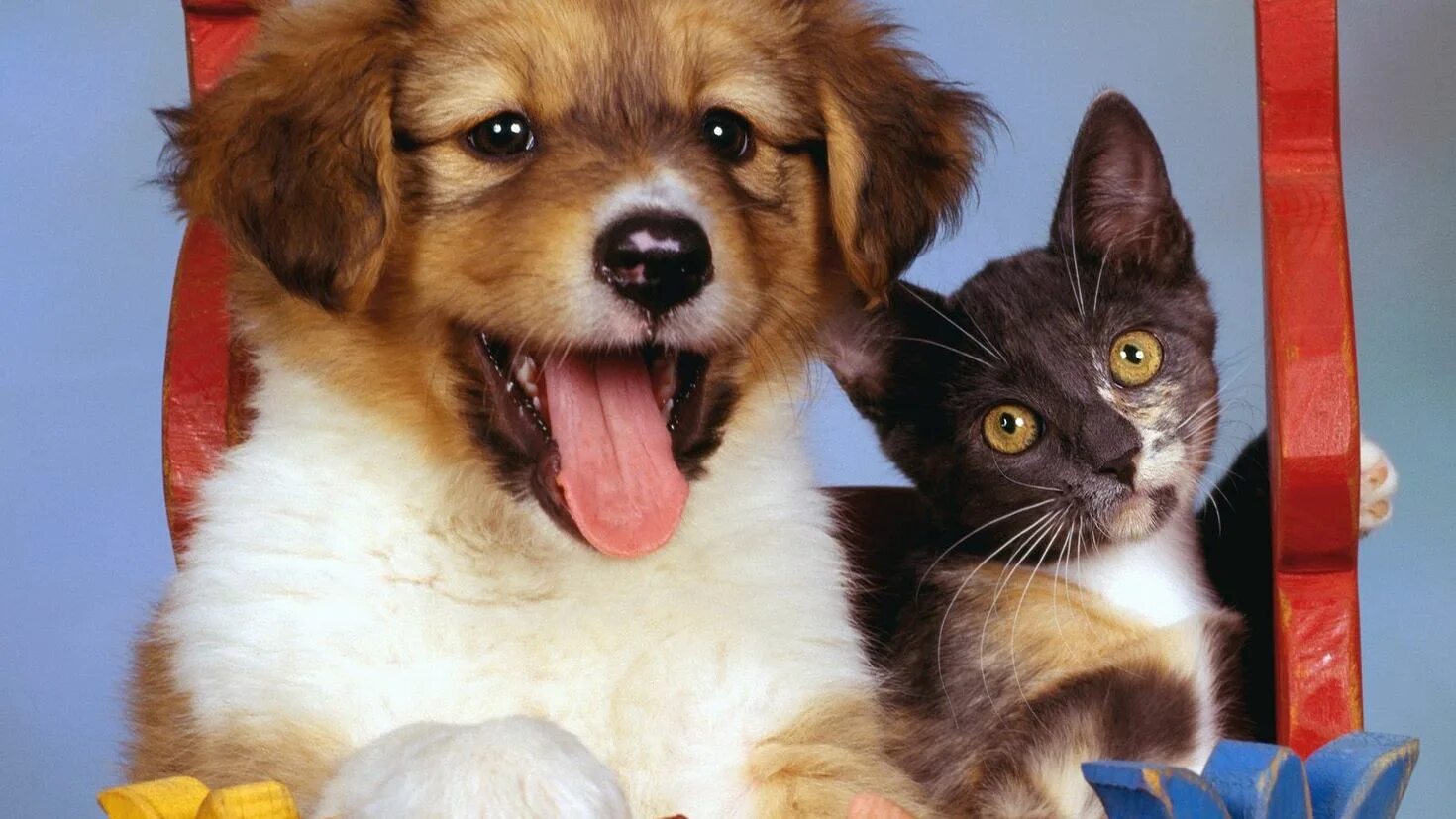 Лабрадор ретривер с овчаркой. Сюда собак и. Смешные фразы про собак. Сюда собак и. Статусы про питбулей.