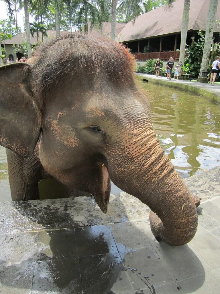 Happy elephant. Слон в Таиланде. Счастливый слон. Слоны на Пхукете. Пхукет животный мир.