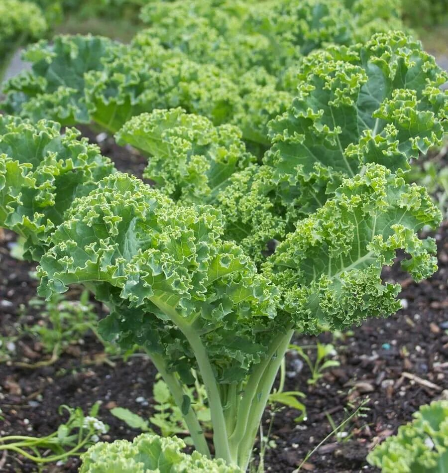 7 All-Natural Foods That Can Totally F*ck You Up Grünkohl pflanzen, Grünkohl anb