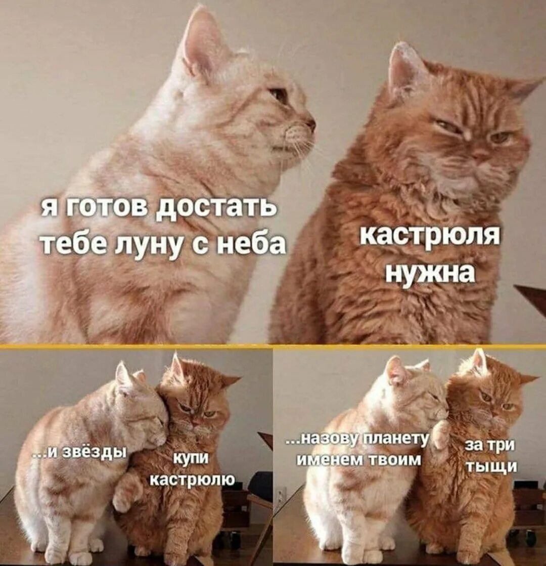 мемы Полукот 2021 Мир Позитива ВКонтакте