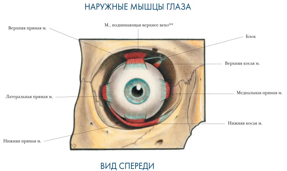 Мышцы глазницы анатомия. Глазодвигательные мышцы анатомия. Мышцы глазницы анатомия нервы. Глаз вид спереди анатомия. Места крепления глазодвигательных мышц