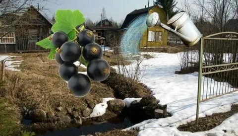 Облить кусты