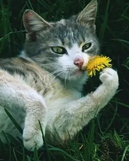Словно кошки