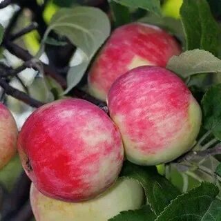 Яблони серебряное