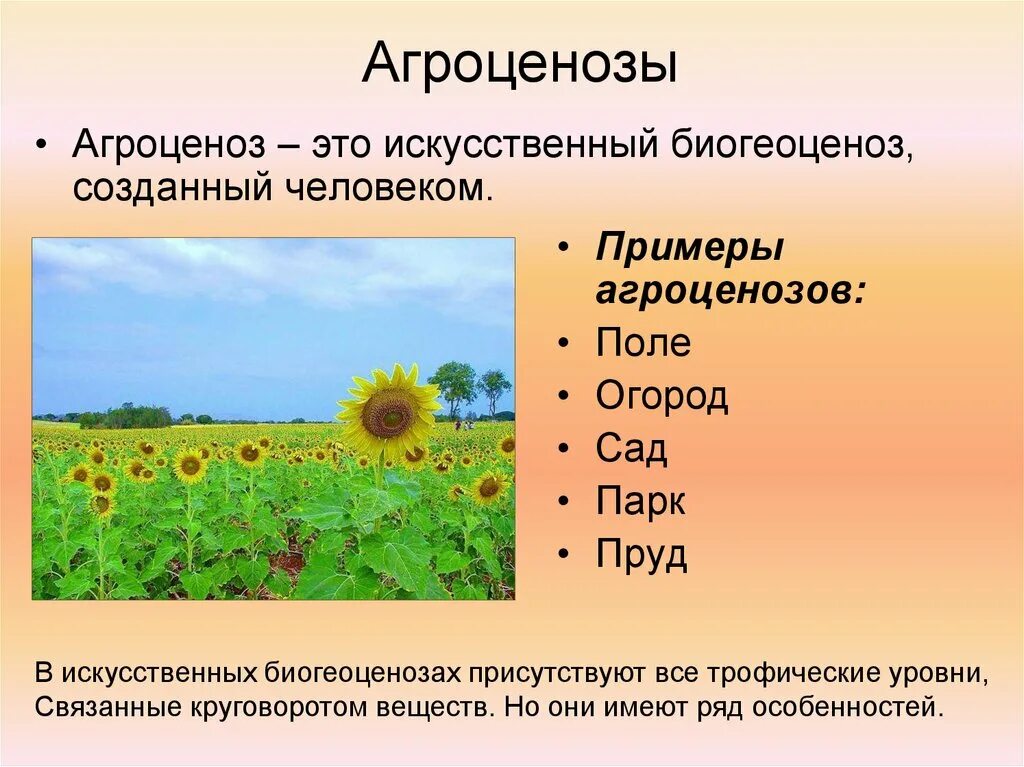 Продуценты агроценоза. Агроценоз. Искусственные экосистемы агроценозы. Агроценоз примеры. Агроценоз это в биологии.