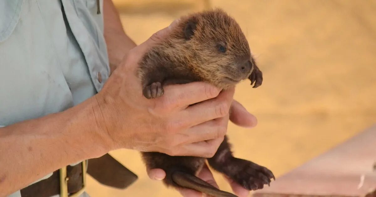 бобронариум воронежский заповедник. бобр детеныши. бобр бобриха и бобрята. детеныш бобра. хатка ондатры.