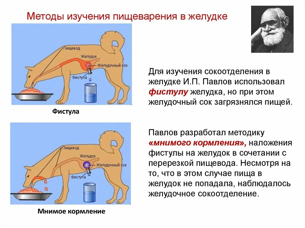 Как называется метод павлова позволивший. Фистульный метод опыт Павлова. Собака Павлова мнимоекормлени. Методы изучения пищеварения. И.П.Павлов. Методы изучения пищеварения в желудке Павлов.