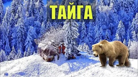 Песня медведь тайга