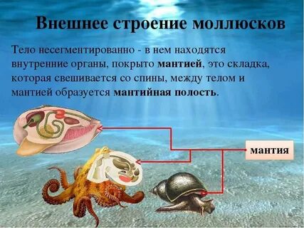 Тест моллюски егэ