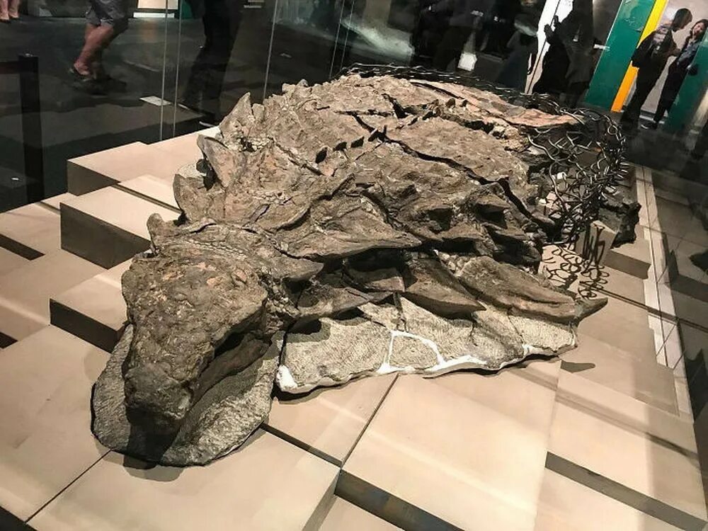 17 невероятных. Мумифицированный динозавр в музее Канады. Borealopelta markmitchelli. Бореалопельта динозавр мумифицированный.