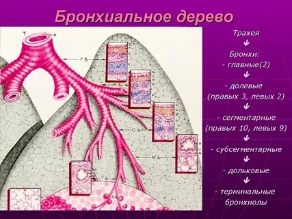 Ткань бронха