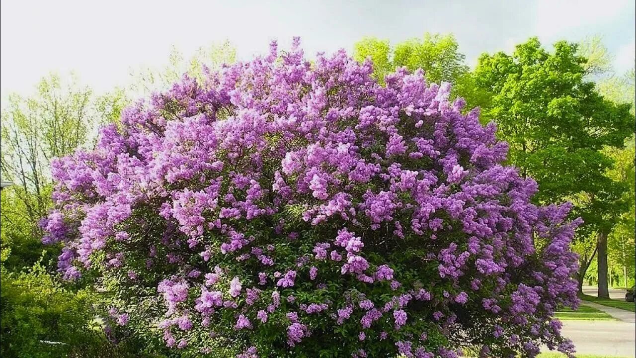 Как подстригать сирень. Обрезка сирени осенью. Формировка сирени. Формировка куста сирени. Обрезать сирень весной.