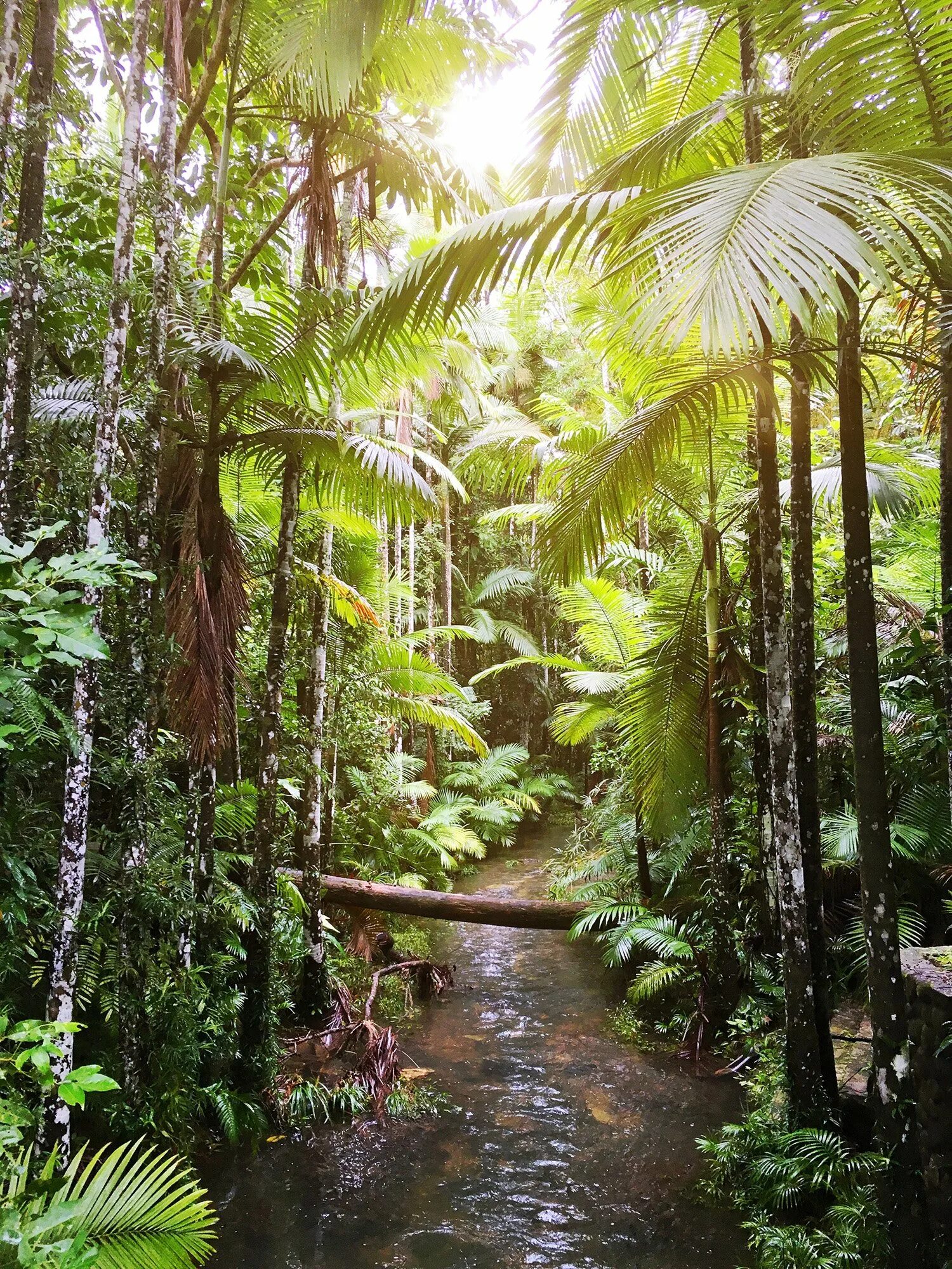 Парк Дейнтри в Австралии. Тропический лес Дейнтри. Тропический лес Дейнтри Австралия. Дождевой лес Дейнтри Австралия.