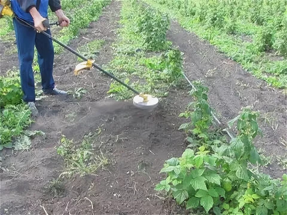 Насадка для окучивания картошки. Прополка картофеля триммером насадка. окучник на триммер для картофеля. пропольник на триммер. окучиватель для картофеля бензиновый.