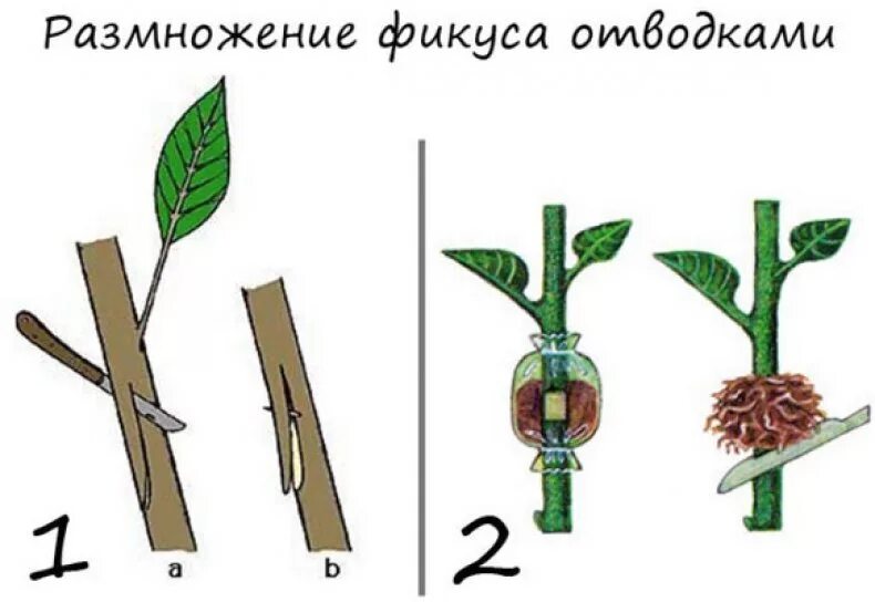 Размножение фикуса черенками. Размножение фикуса воздушными отводками. Фикус вегетативное размножение схема. Черенки фикуса каучуконосного. Как размножить фикус веточкой