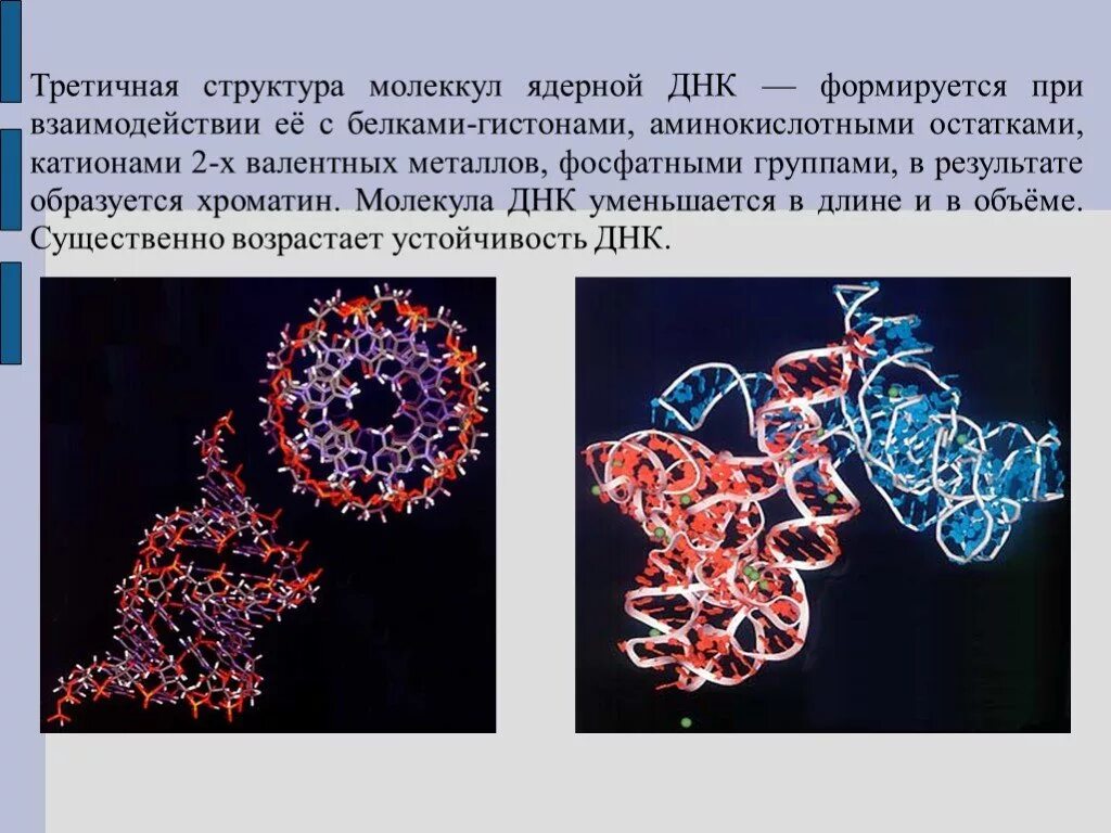 Молекула образуется в результате взаимодействия. Третичная структура нуклеиновых кислот. Первичная вторичная и третичная структура нуклеиновых кислот. Нуклеиновые кислоты структура ДНК. Первичная структура нуклеиновых кислот ДНК.