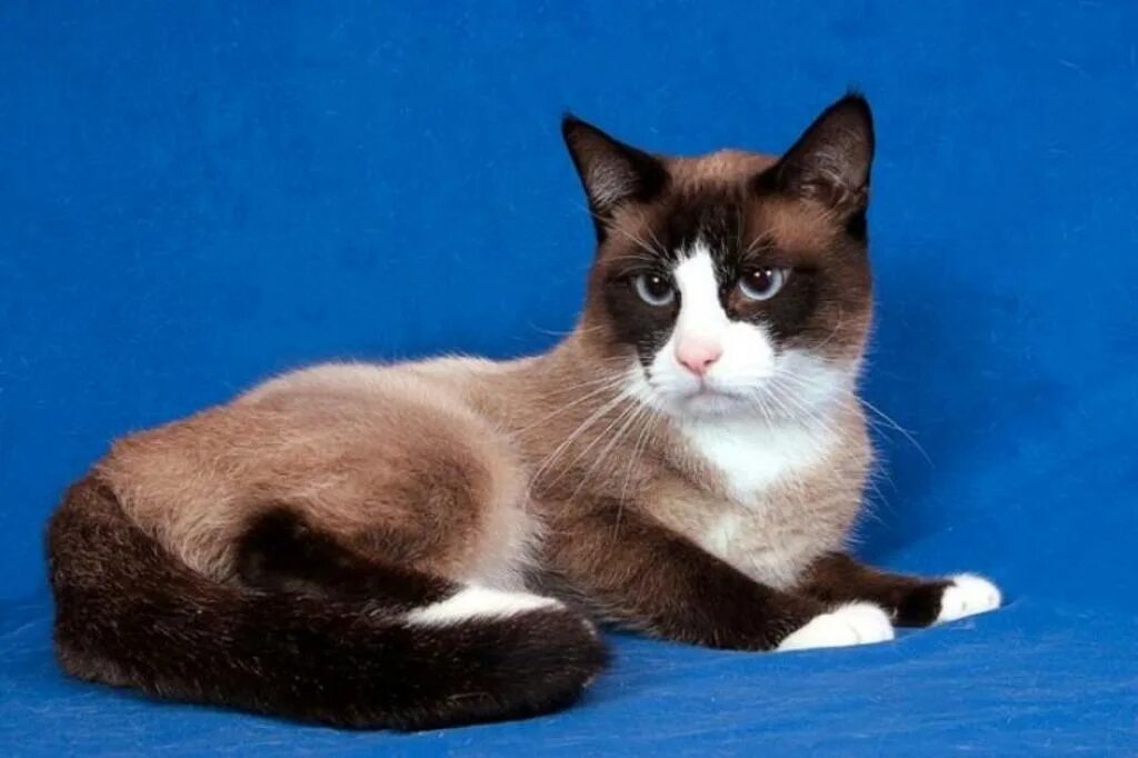 Рассмотрите фотографию кошки породы сноу шу. Сноу-Шу кошка. Сиамский Сноу-Шу. Snoy Shul. Тайская кошка Сноу Шу.