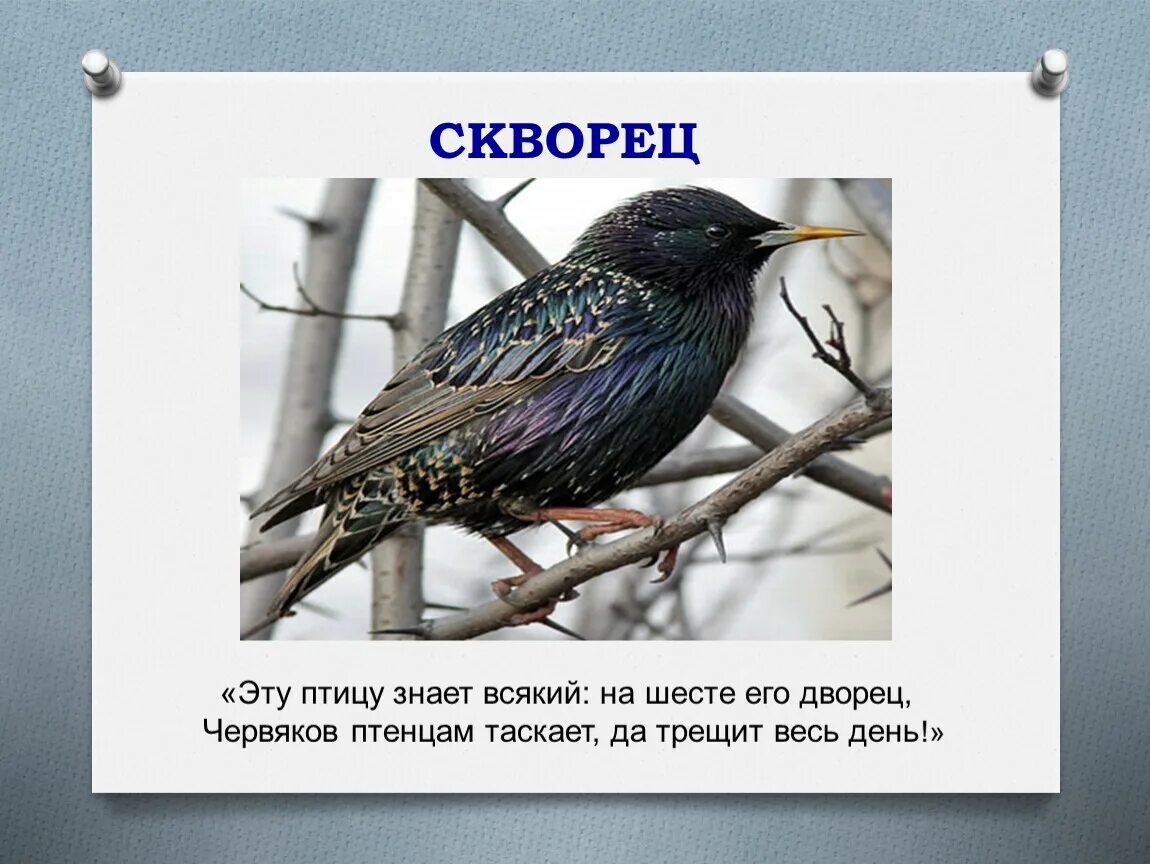 Скворцы как проверить о