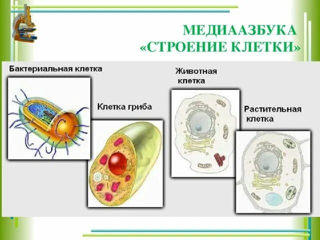 Строение клетки животного растения гриба и бактерии. Растительная животная и бактериальная клетки. бактерий клетка строения клетки гриба. растительная животная грибная и бактериальная клетки. строение клеток растений животных грибов и бактерий.