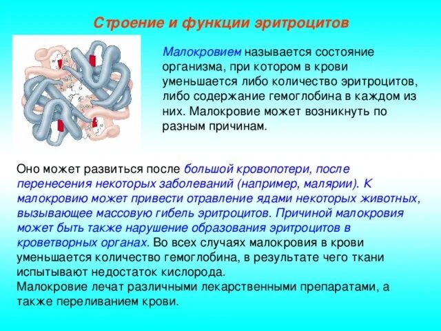 2 функция эритроцитов. Гемоглобин строение и функции. Эритроциты строение и функции. Эйроцитры строение и функции. Строение и функции эритроцитов и гемоглобина.