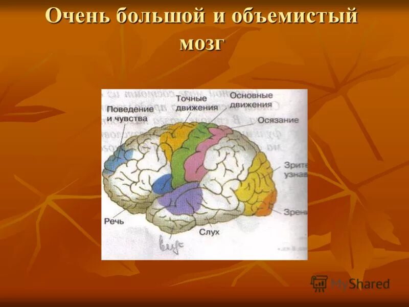 объемистый