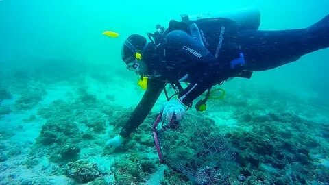 Diving for pearls