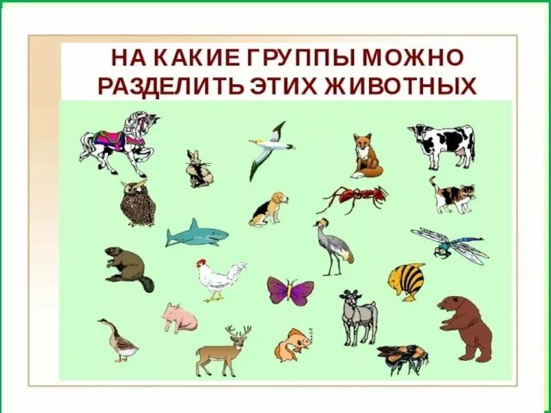 Названия групп животных. Классификация животных по месту обитания. Птицы рыбы насекомые. Группы животных. Группы животных схема.